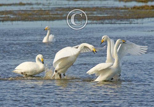 Whooper Swans DM0964
